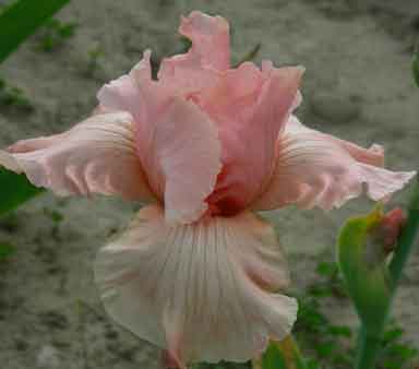 Too Sweet TB Iris 